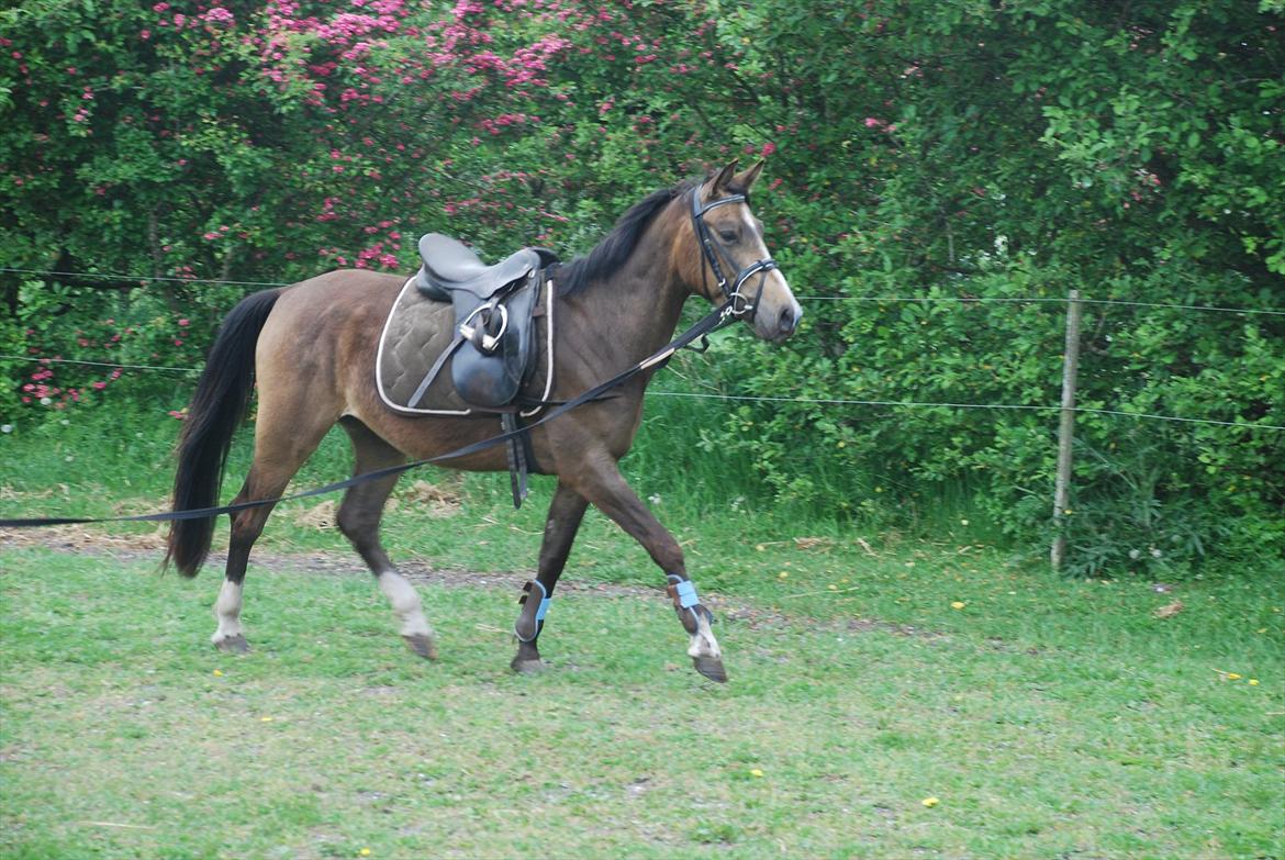 Anden særlig race Amazing Grace billede 19