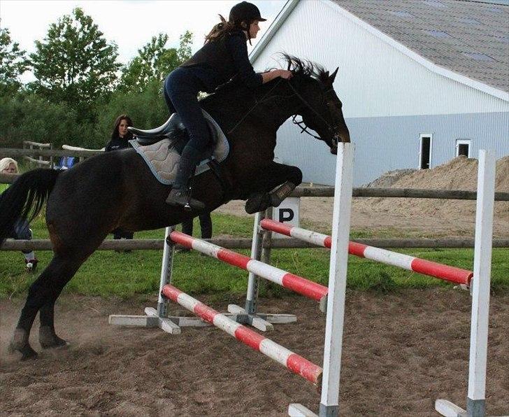 Anden særlig race Mr. Swing King <3 - Springtræning med Kingse. :D billede 15