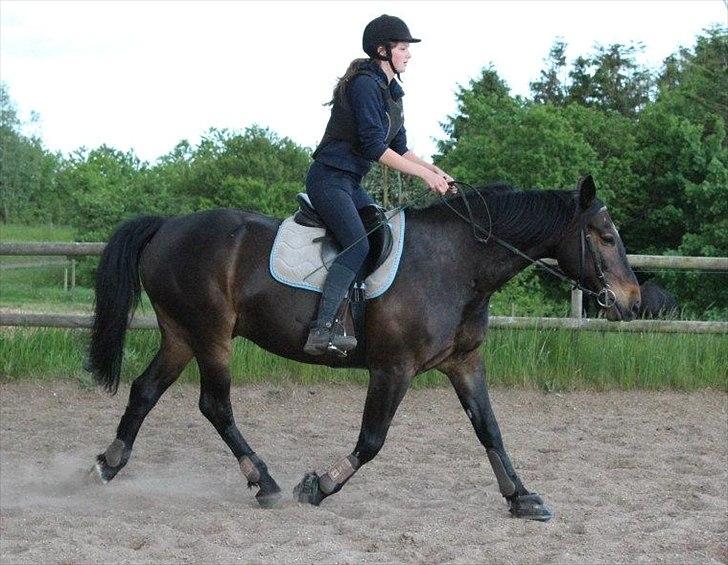 Anden særlig race Mr. Swing King <3 - Afslappet hest til springning. (-: billede 7