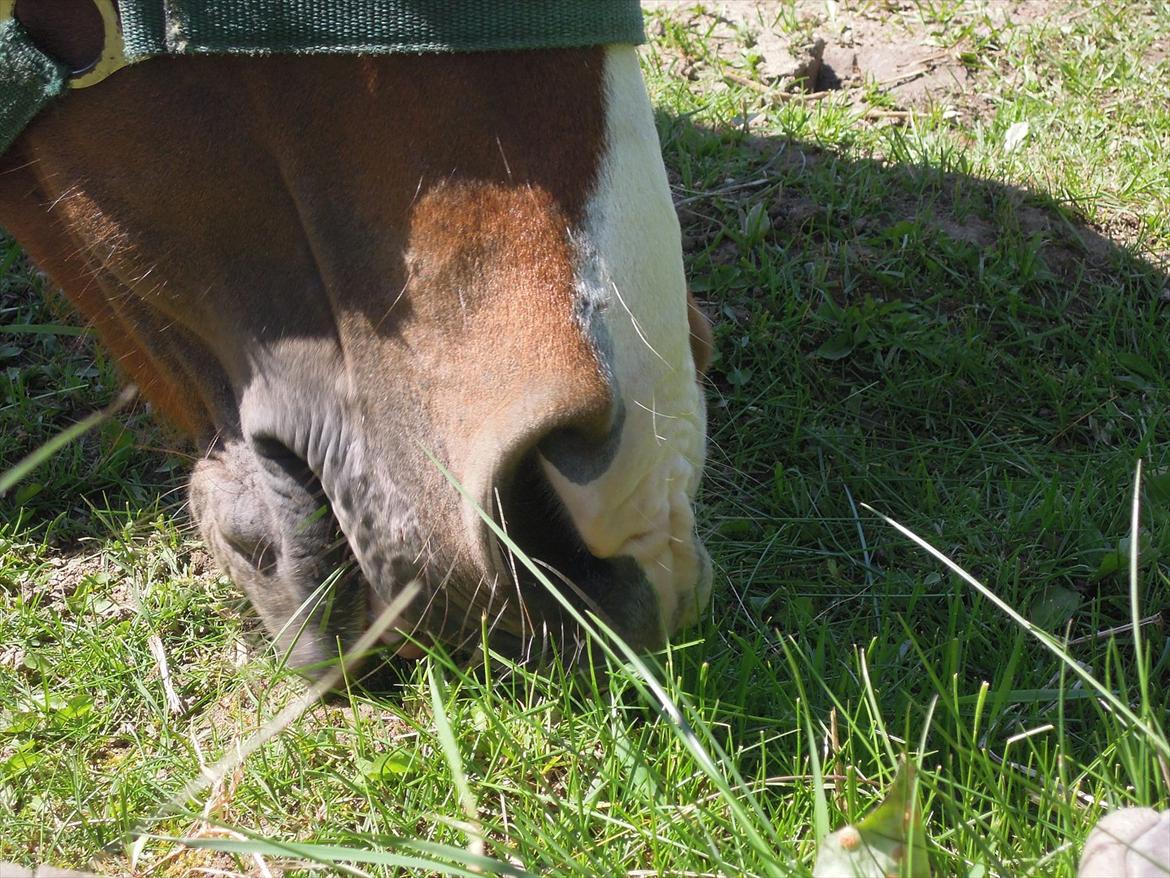 Hollandsk Varmblod ¨˜”°º• Rosa•º°”˜¨ Elsket & savnet. - ''Man skal høre sandheden fra hestens egen mule'' billede 12
