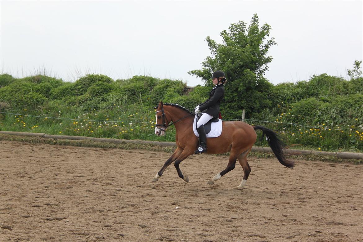 Anden særlig race Millenium Star    -Dressur stjerne<3 - Galop øgning. Stævne i Herslev den 19. maj 2012 billede 13