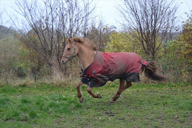 Anden særlig race Jackie billede 4