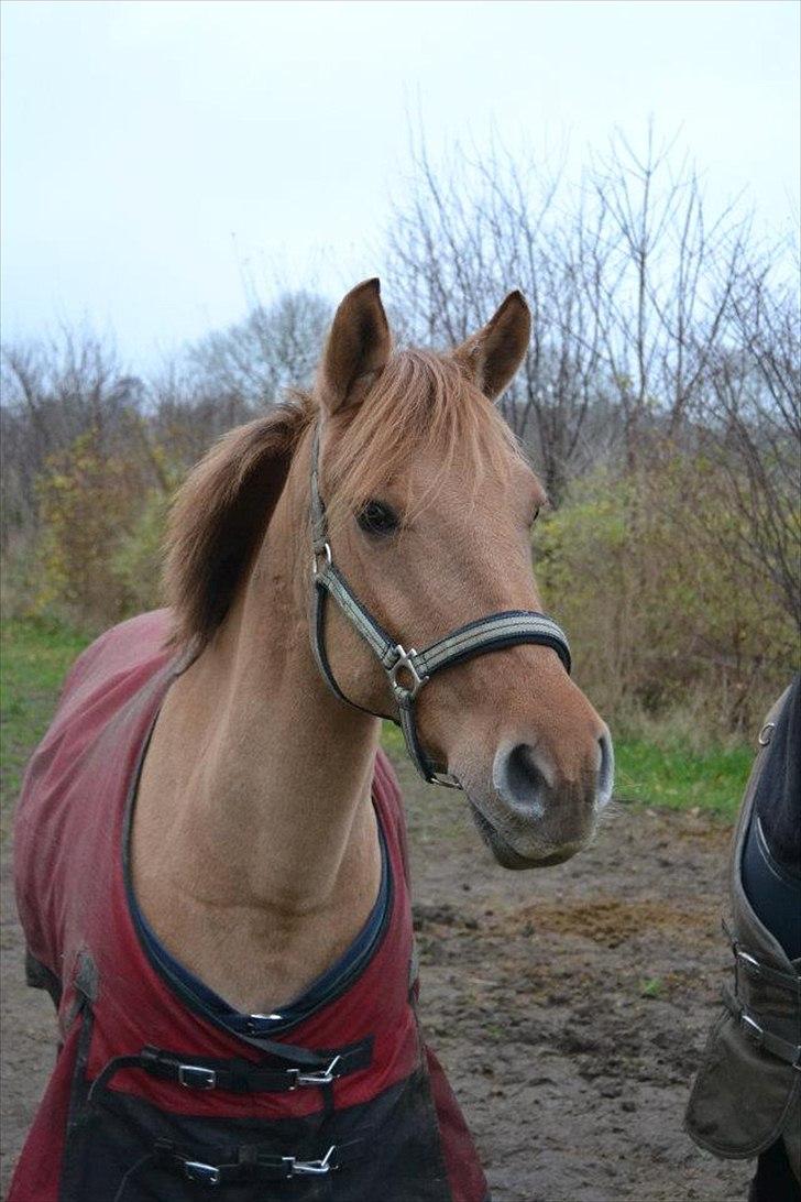 Anden særlig race Jackie billede 7