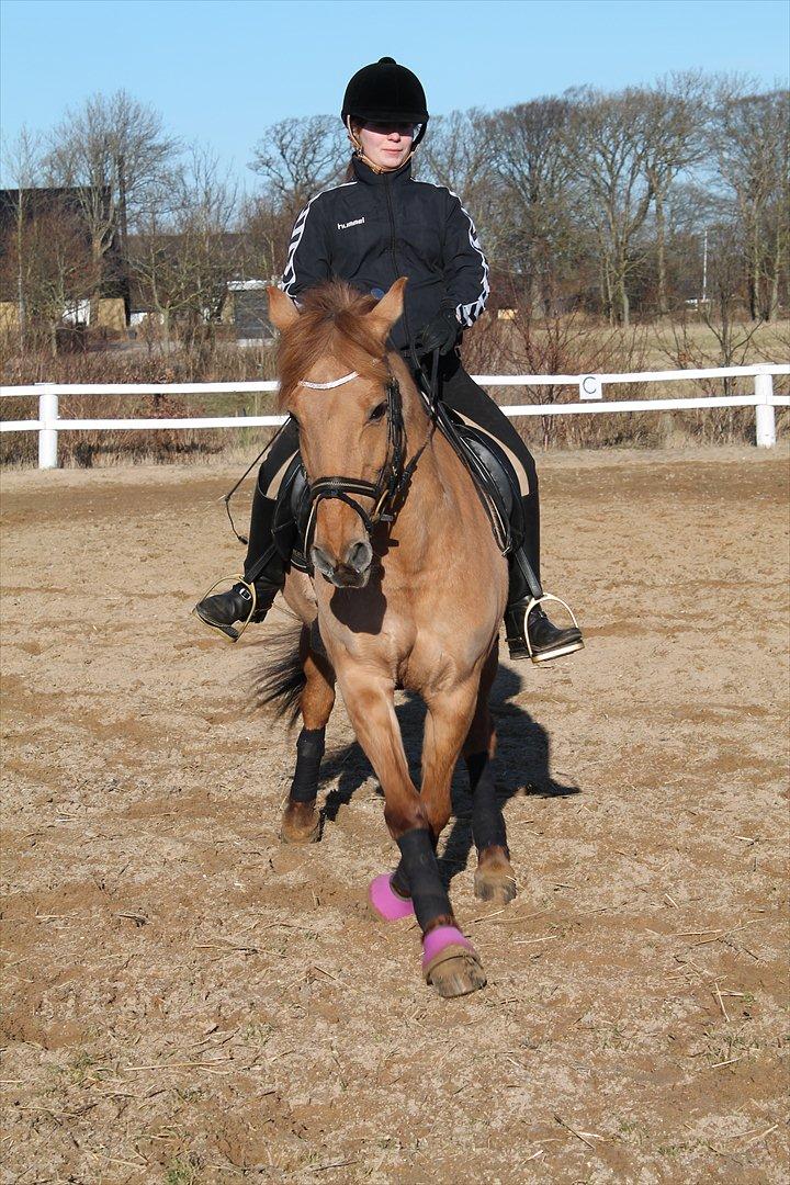 Anden særlig race Jackie - Jackie&Jeg Blidstrup Efterskole 11/12<3 billede 10