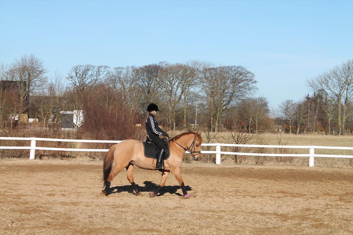 Anden særlig race Jackie billede 6