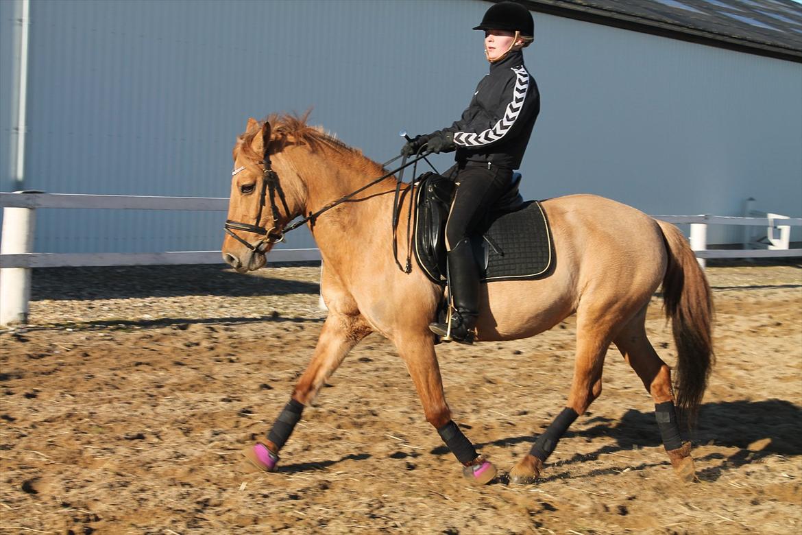 Anden særlig race Jackie billede 9