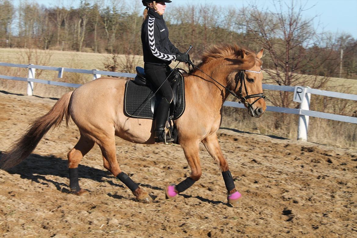 Anden særlig race Jackie - Jackie&jeg BE 11/12  billede 13