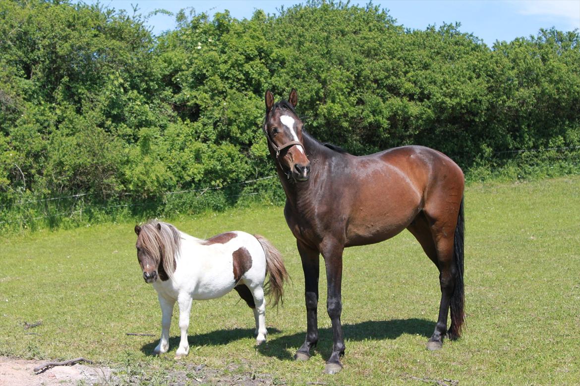 Dansk Varmblod Legendo - Legendo og hans kæreste ;) billede 9