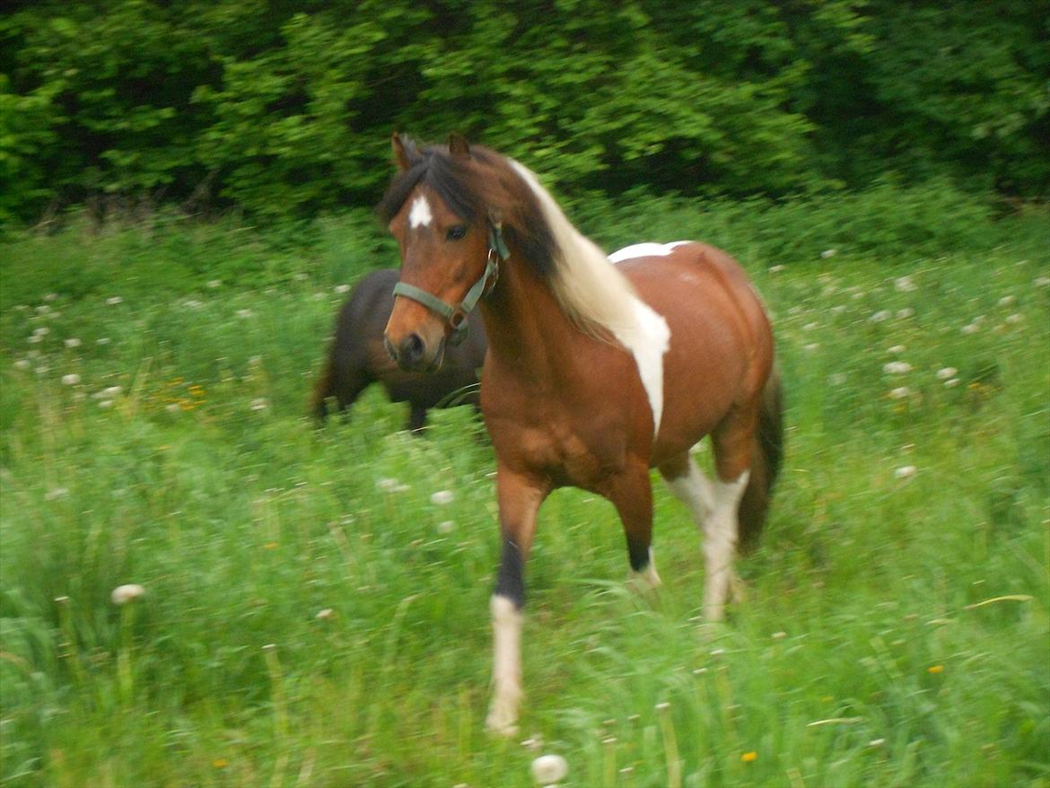 Pinto Mosegårdens Eddieson Fox (Baby) - Anden dag på folden og Fox er vist allerede faldet til :-)  billede 2