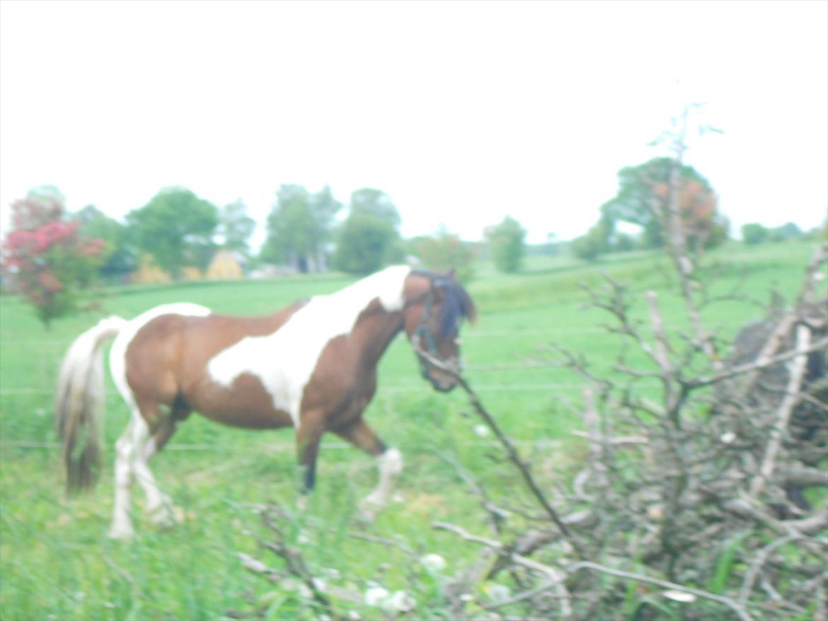 Pinto Mosegårdens Eddieson Fox (Baby) - Smuk gang :-)  billede 3