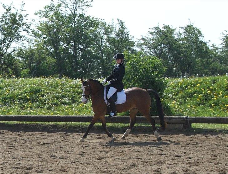 Anden særlig race Millenium Star    -Dressur stjerne<3 - Stævne I Herslev den 20. maj 2012  billede 4