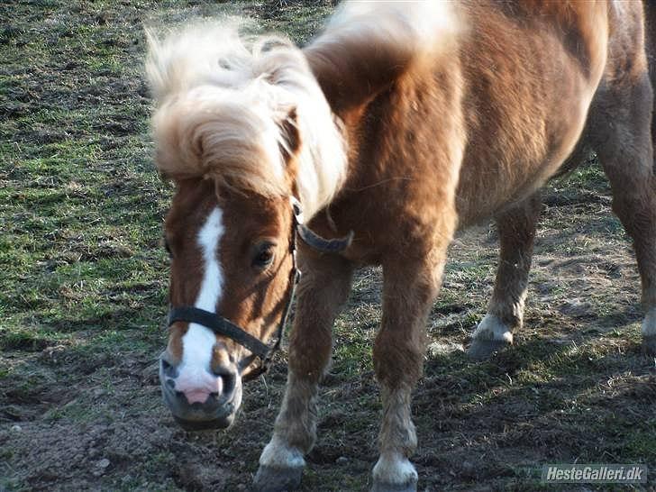 Shetlænder ~ Solsikkens Bastian ~ billede 3