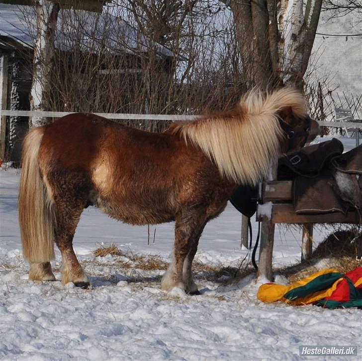Shetlænder ~ Solsikkens Bastian ~ - Hov basse, er du sikker på, at du skal stå og rode i det der?! billede 5