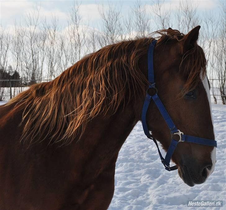 Hollandsk Varmblod ¨˜”°º• Rosa•º°”˜¨ Elsket & savnet. - "There is something about the outside of a horse that is good for the inside of a man." Winston Churchill billede 5