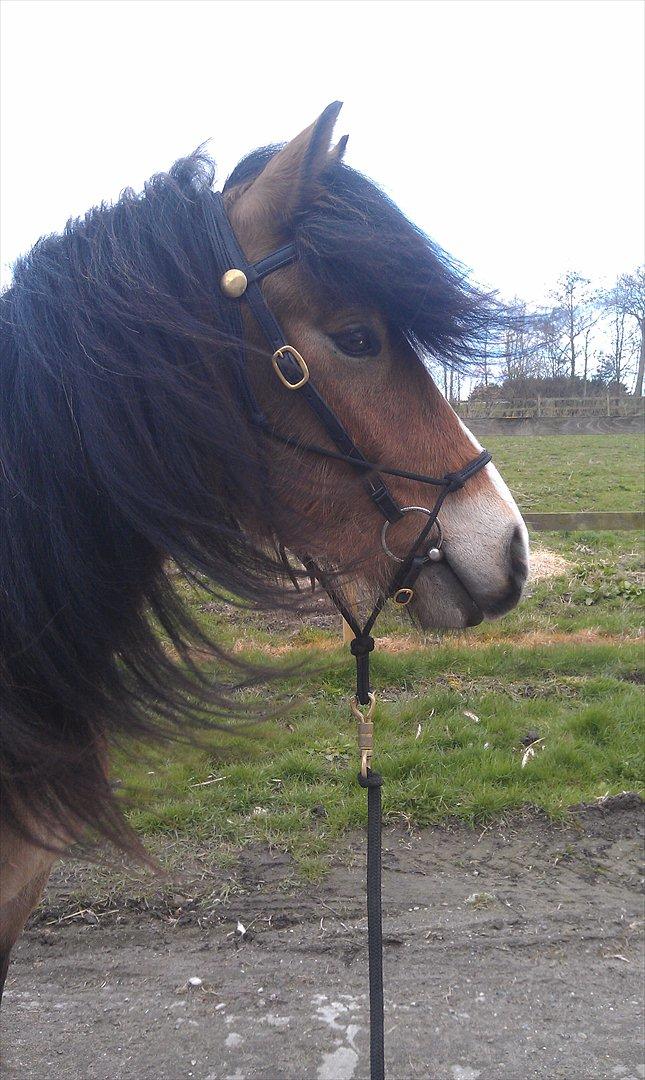 Irish Cob Crossbreed Nova<3 billede 14