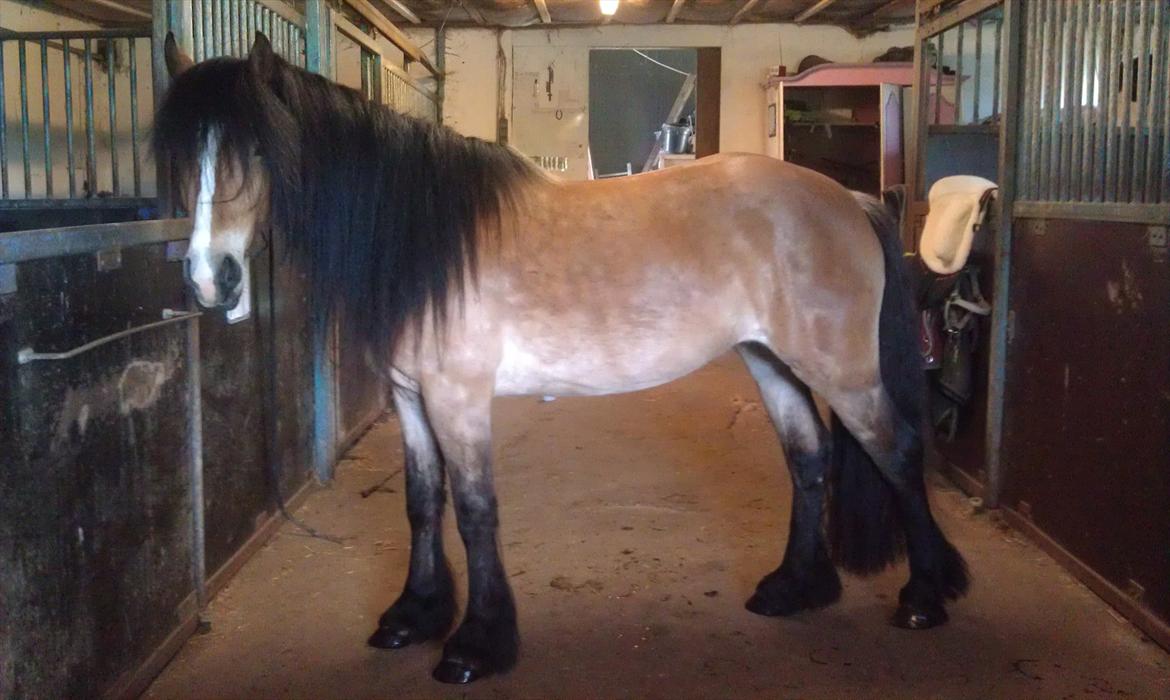 Irish Cob Crossbreed Nova<3 billede 15