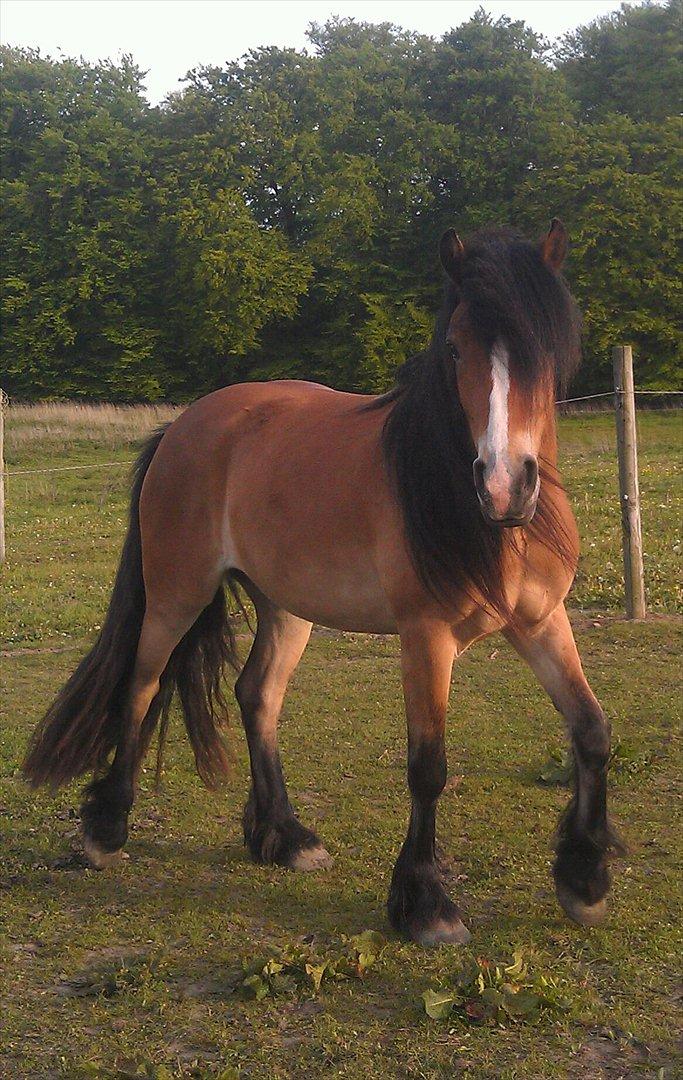 Irish Cob Crossbreed Nova<3 billede 16