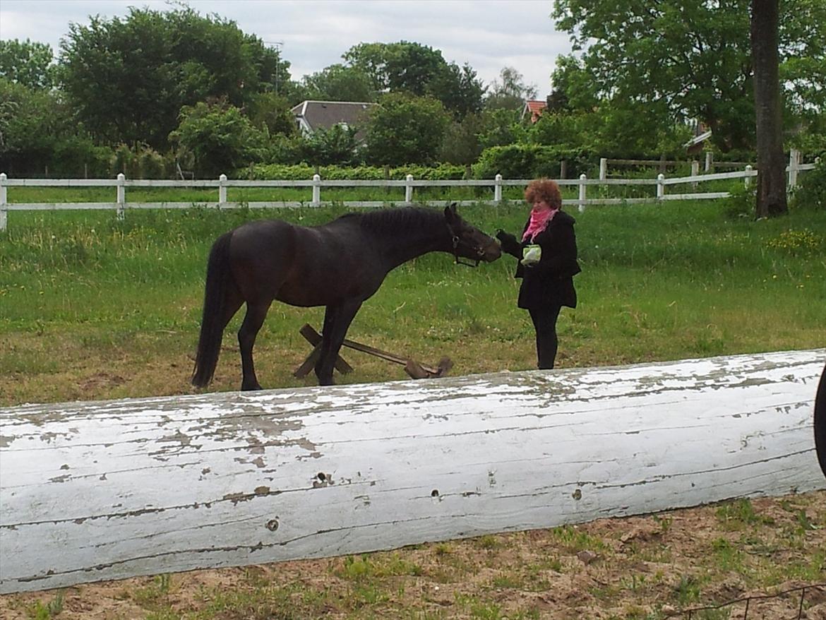 Anden særlig race Roshøjs Falcon billede 13