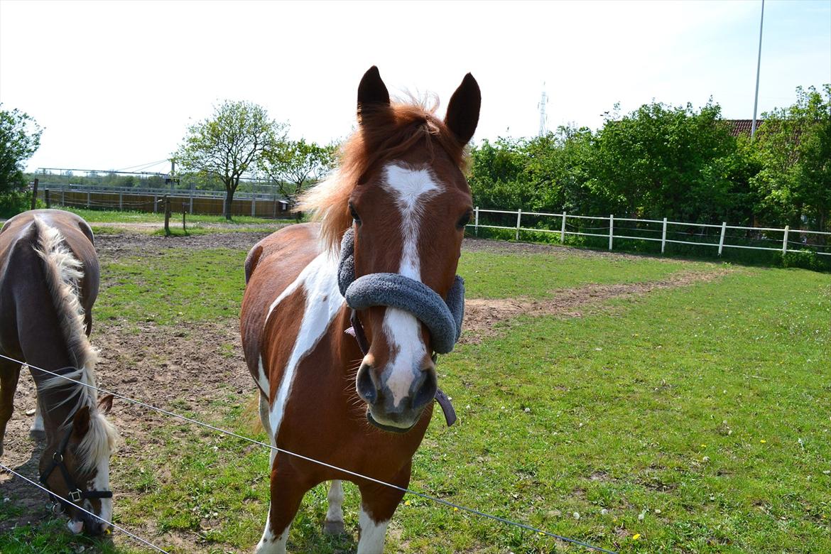 Anden særlig race Yasmin billede 17