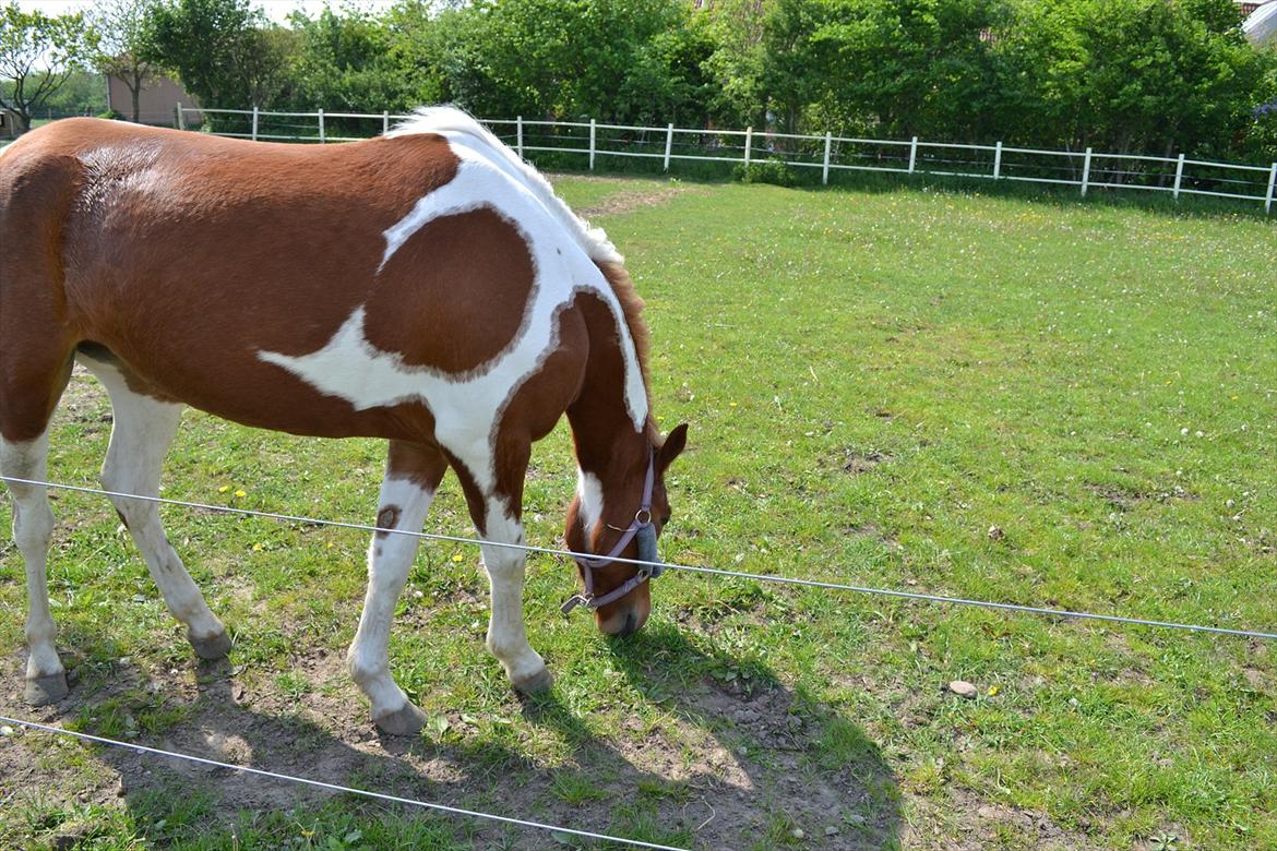 Anden særlig race Yasmin billede 18