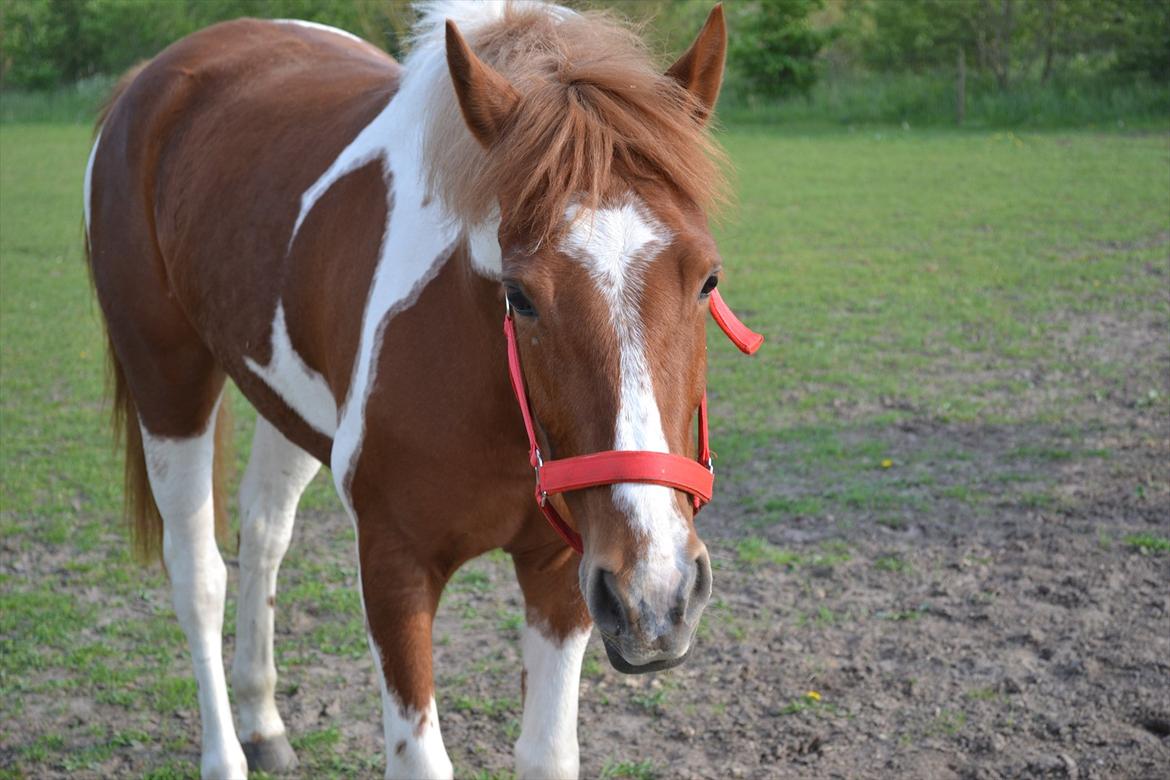 Anden særlig race Yasmin billede 19