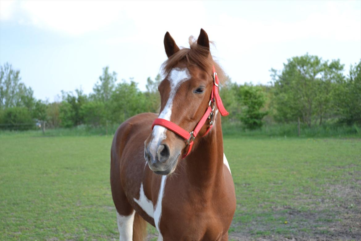 Anden særlig race Yasmin billede 20