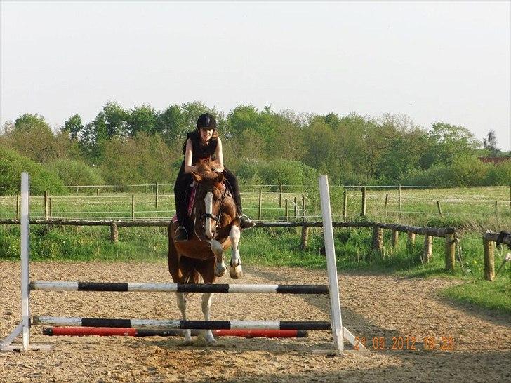 Belgisk varmblod Camouflage! Springhesten!!<3 - Springhesten!<3 Og Springrytteren.! billede 10