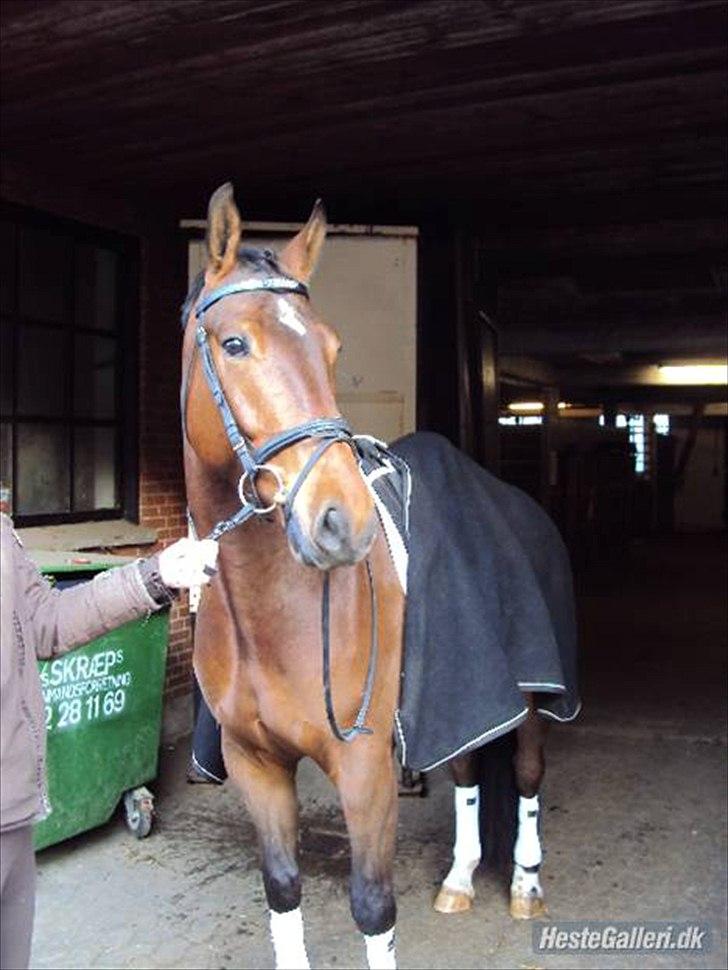 Oldenborg DA VINCI ALSTRUP - Slut 21 August 2012 :-( - 2010.
Smukke. <3 billede 6