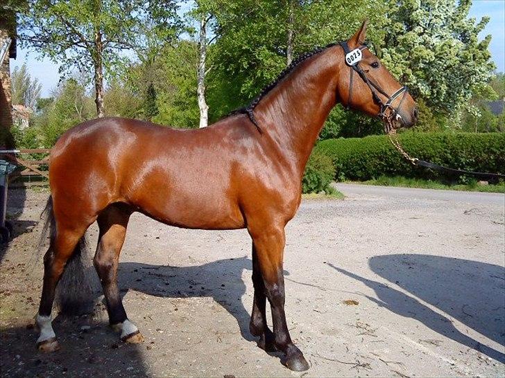Oldenborg DA VINCI ALSTRUP - Slut 21 August 2012 :-( - 2008.
2 år.
Altid har du været smuk lille guldklump. billede 19