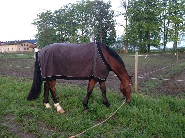 Oldenborg DA VINCI ALSTRUP - Slut 21 August 2012 :-( - Maj 2012.
Drømmehesten. <3 billede 11