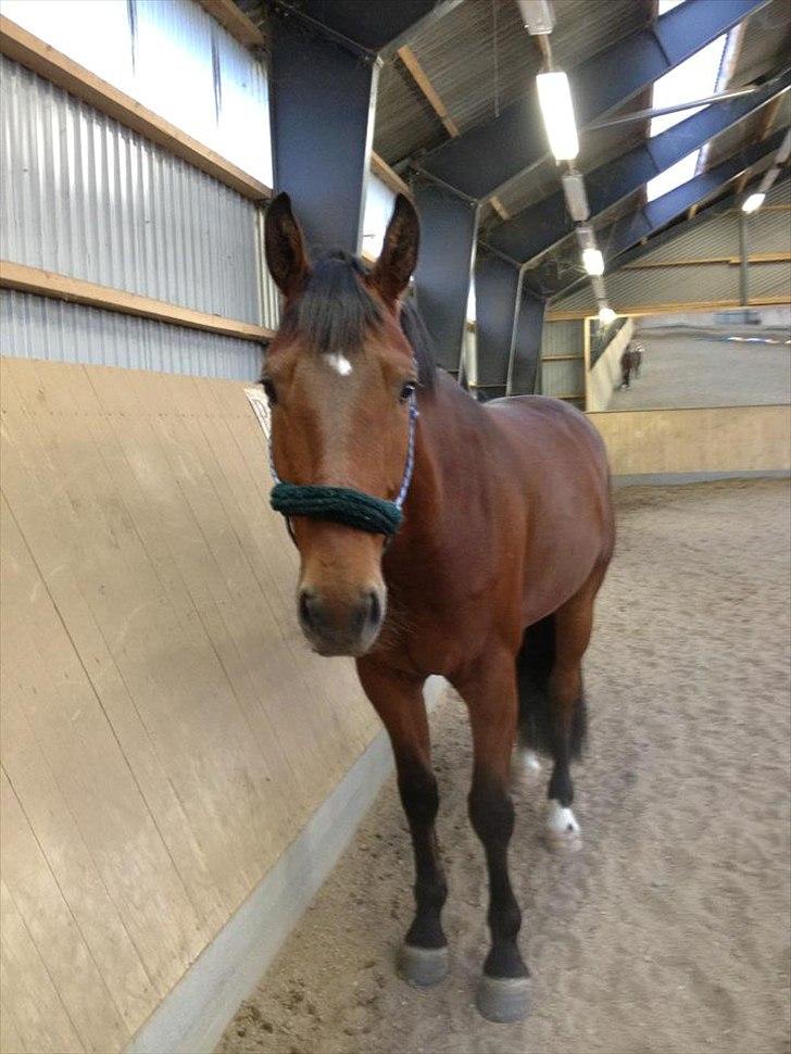 Oldenborg DA VINCI ALSTRUP - Slut 21 August 2012 :-( - 30 Maj 2012.
Hygger i ridehuset! <3 billede 12