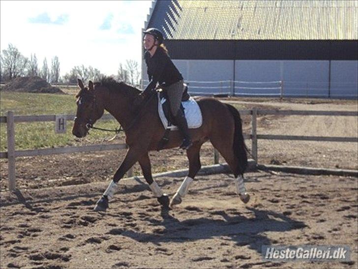 Oldenborg DA VINCI ALSTRUP - Slut 21 August 2012 :-( - April 2012.
6 år.
Dygtiiiiige Vinci efter endt dressur. <3
Loooove. billede 13
