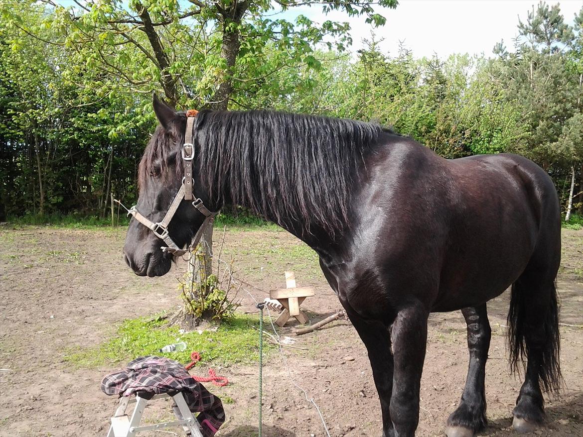 Frieser Tsjitse F Hyllested Østergaard billede 5