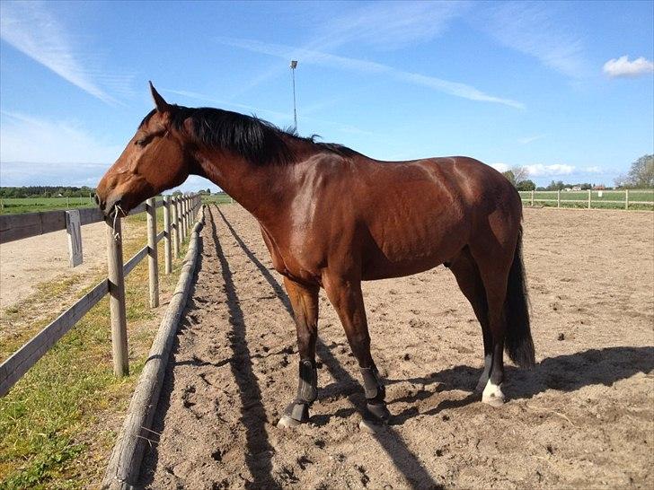 Oldenborg DA VINCI ALSTRUP - Slut 21 August 2012 :-( - Maj 2012.
Efter endt træning. <3 billede 7