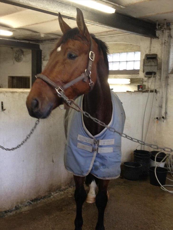 Oldenborg DA VINCI ALSTRUP - Slut 21 August 2012 :-( - Maj 2012.
Ordnet og vasket efter træning. <3 billede 8