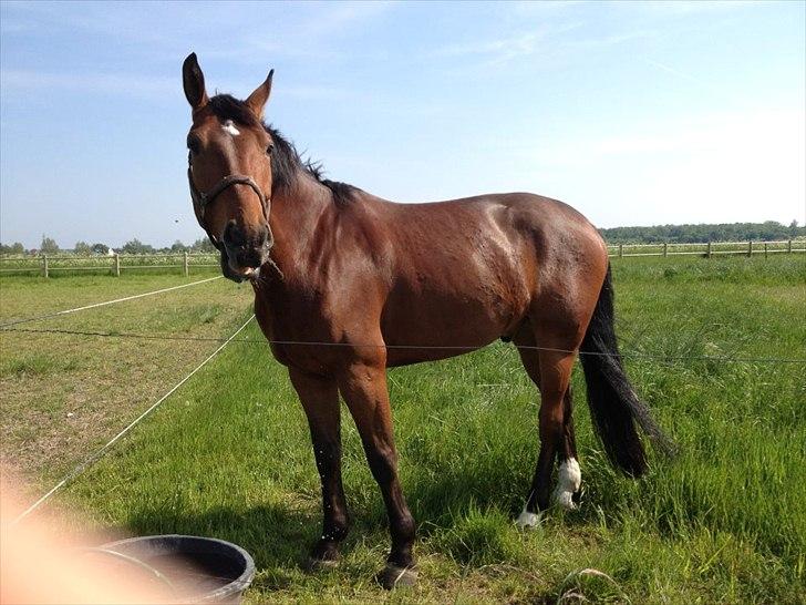 Oldenborg DA VINCI ALSTRUP - Slut 21 August 2012 :-( - Maj 2012.
Foldhygge - Dejligt med frisk vand! billede 18