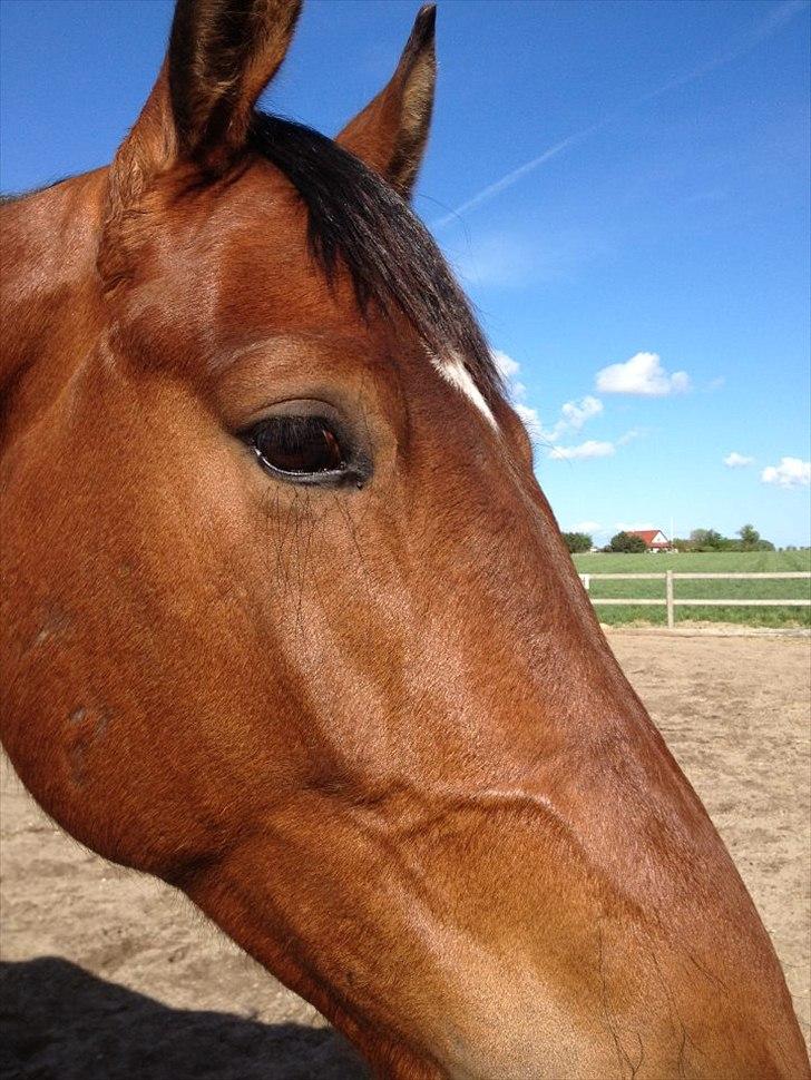 Oldenborg DA VINCI ALSTRUP - Slut 21 August 2012 :-( - Maj 2012.
Du er min stjerne, min guldklump, ham jeg aldrig vil leve uden. <3 billede 20