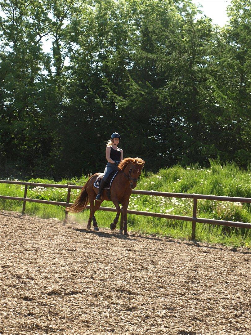 Tysk Sportspony Lykkes Maguire B pony billede 9