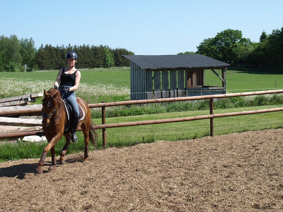 Tysk Sportspony Lykkes Maguire B pony billede 10