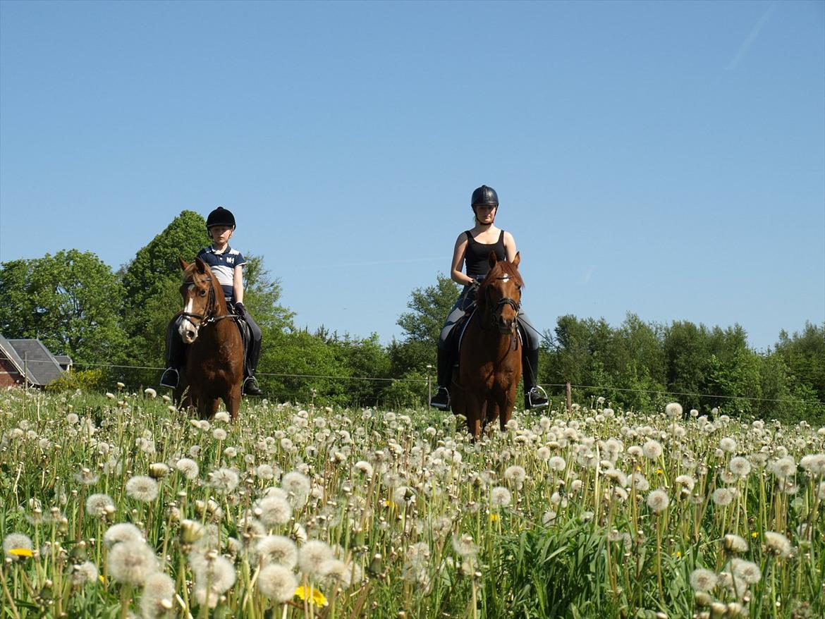 Tysk Sportspony Lykkes Maguire B pony billede 11