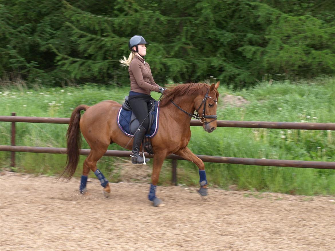Tysk Sportspony Lykkes Maguire B pony billede 12