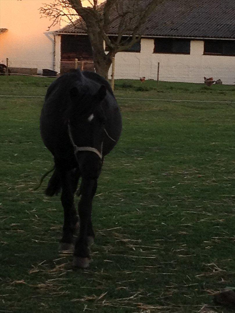 Dartmoor Barbet<3 billede 6