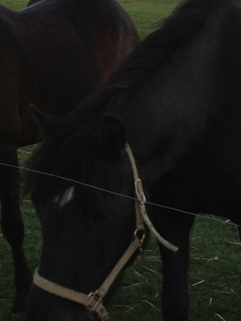 Dartmoor Barbet<3 billede 12