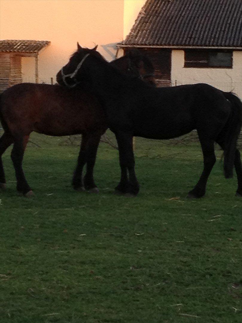 Dartmoor Barbet<3 billede 8