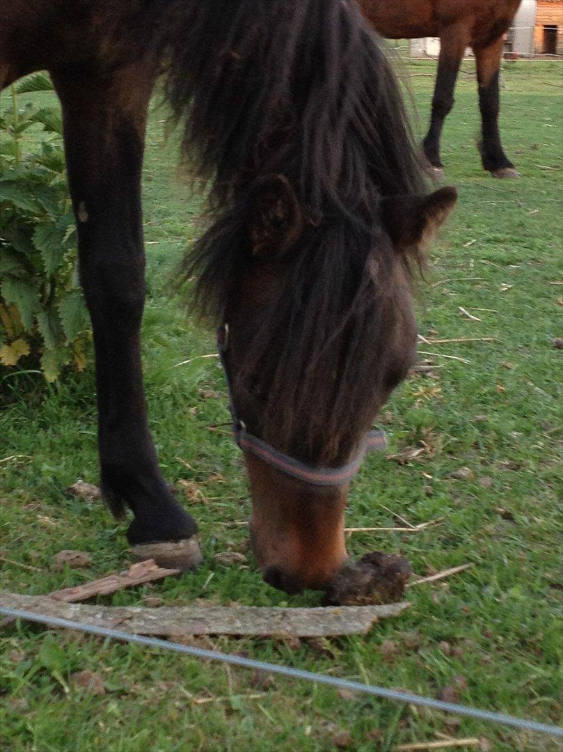 Dartmoor Cleo<3 billede 5