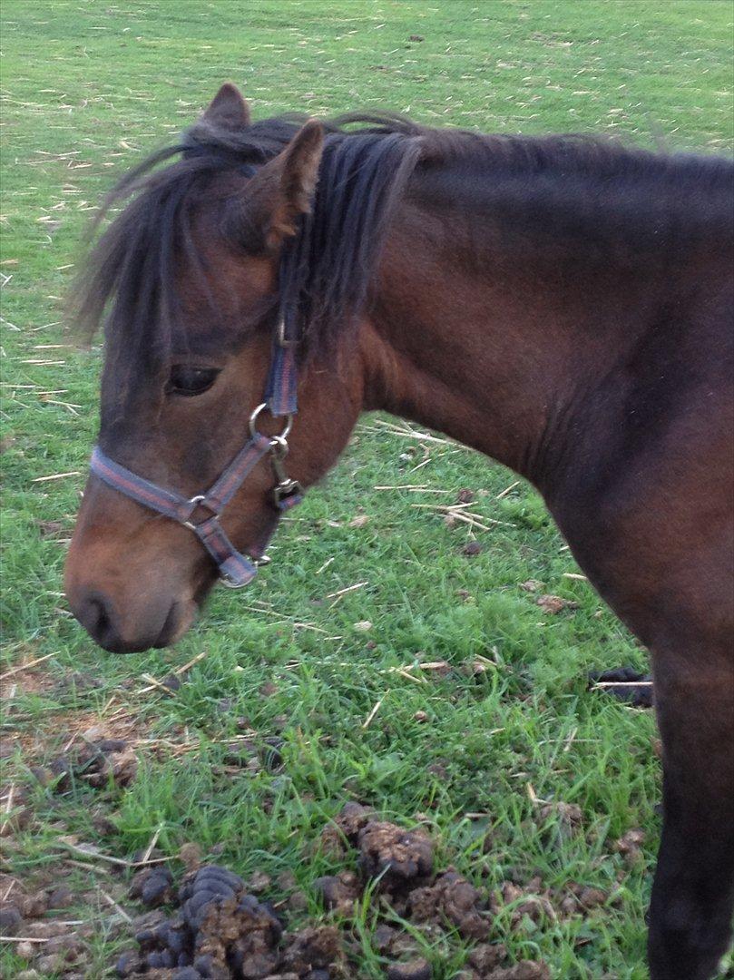 Dartmoor Cleo<3 billede 7