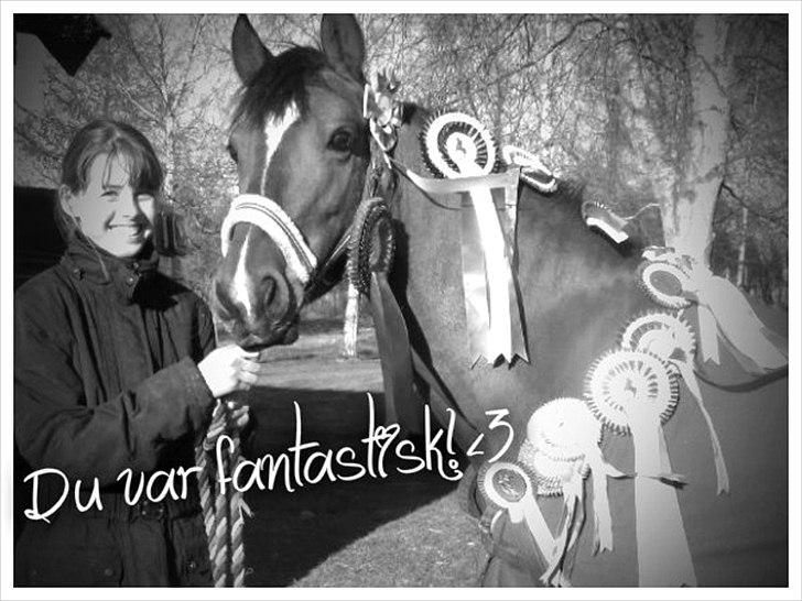 Anden særlig race Clarikken - Alle vores rosetter på næsten 2 år! Stolt af pony!<3 billede 2