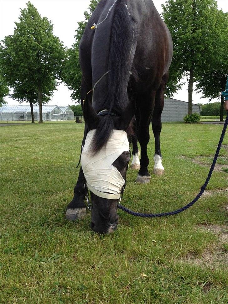 Oldenborg Felix - Felix nogle dage efter sin operation.. billedet er fra den dag jeg var oppe og besøge ham...  billede 16
