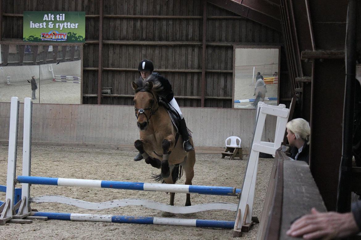 Anden særlig race Titan - Spriiing :D 2 plads 
Foto: Filippa billede 8