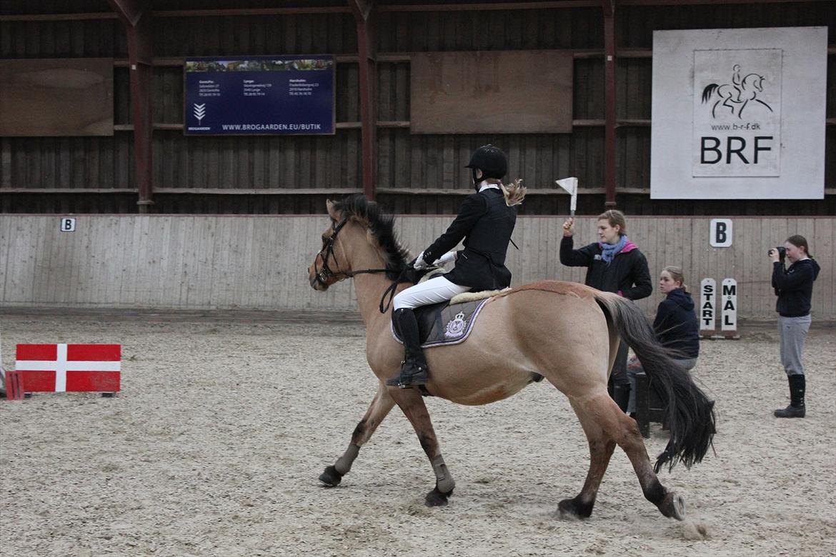 Anden særlig race Titan - Springstævne. 2 plads :D
Foto: Filippa ;D billede 5